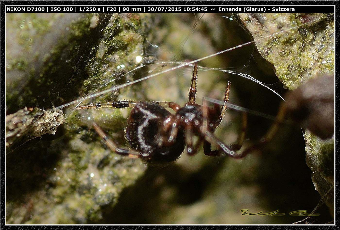 Piccolo Theridiidae in compagnia di...